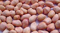 bold-type-peanuts