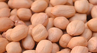 bold-type-peanuts
